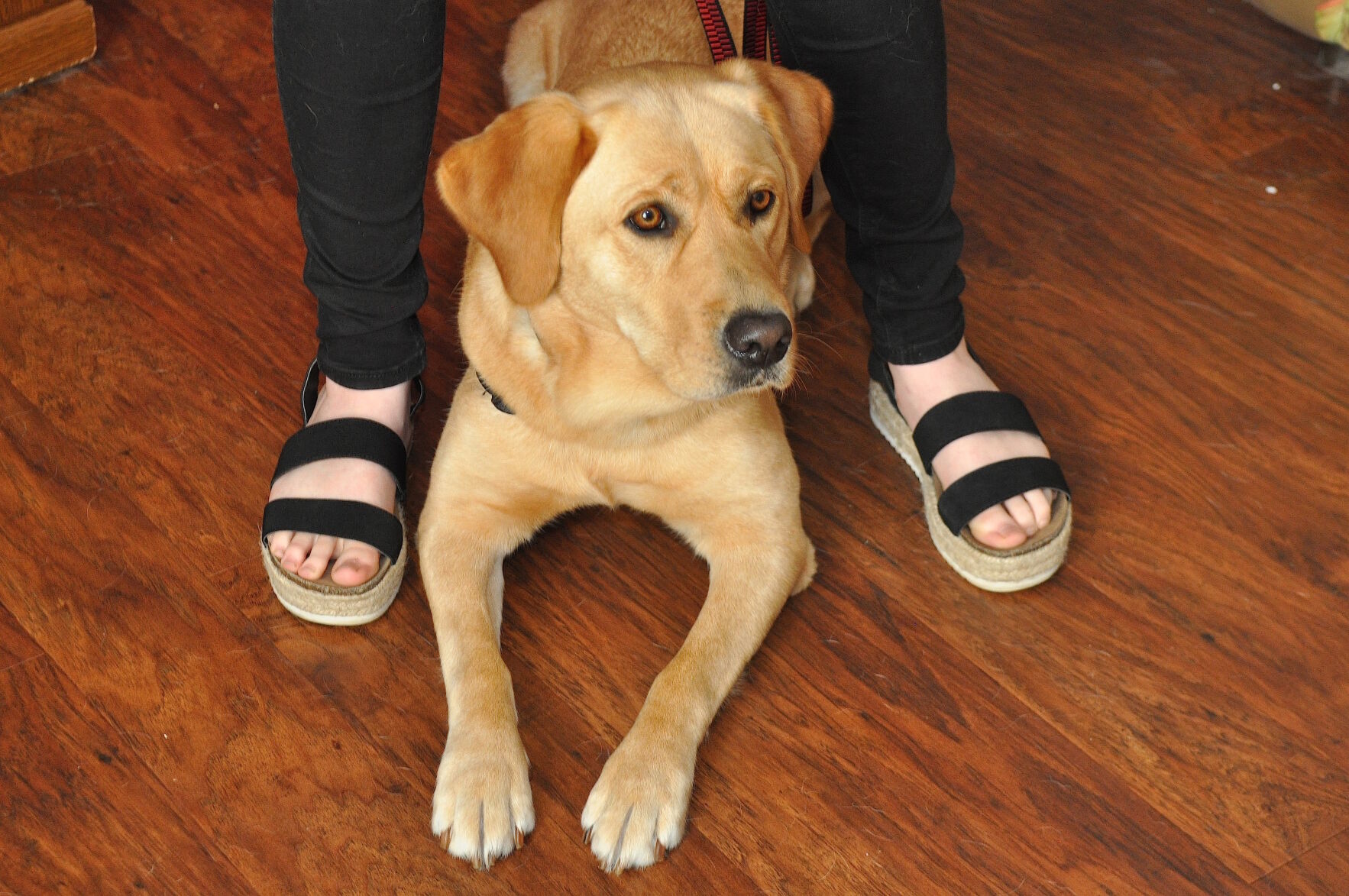 Mill Creek girl navigates epilepsy with help from canine companion